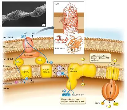 Figure from Chapter 14, Microbiology: An Evolving Science 6e