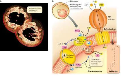 Figure from Chapter 14, Microbiology: An Evolving Science 6e