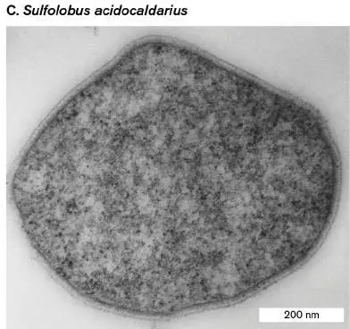 Figure from Chapter 14, Microbiology: An Evolving Science 6e