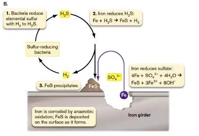 Figure from Chapter 14, Microbiology: An Evolving Science 6e