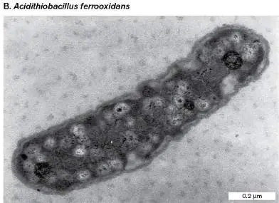 Figure from Chapter 14, Microbiology: An Evolving Science 6e