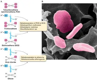 Figure from Chapter 14, Microbiology: An Evolving Science 6e
