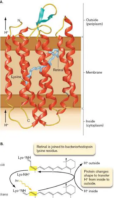 Figure from Chapter 14, Microbiology: An Evolving Science 6e