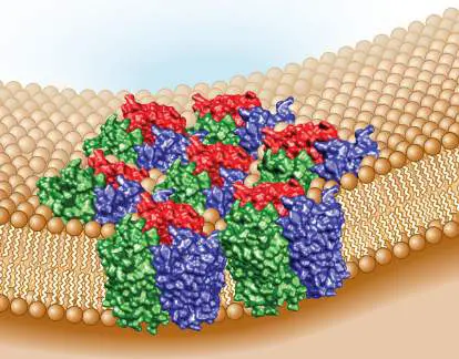 Figure from Chapter 14, Microbiology: An Evolving Science 6e