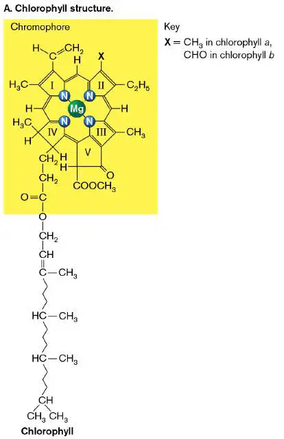 Figure from Chapter 14, Microbiology: An Evolving Science 6e