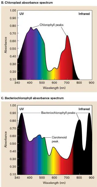 Figure from Chapter 14, Microbiology: An Evolving Science 6e