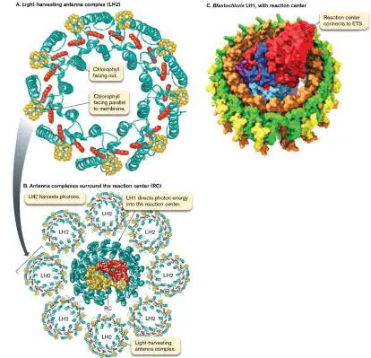 Figure from Chapter 14, Microbiology: An Evolving Science 6e