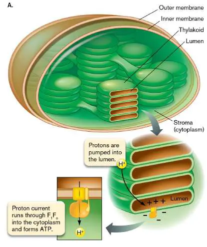 Figure from Chapter 14, Microbiology: An Evolving Science 6e