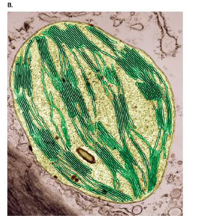 Figure from Chapter 14, Microbiology: An Evolving Science 6e