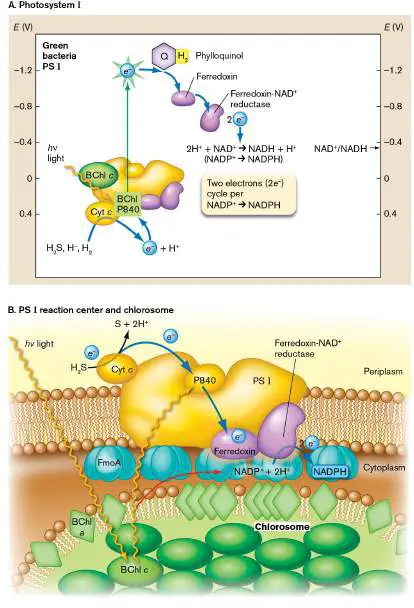 Figure from Chapter 14, Microbiology: An Evolving Science 6e