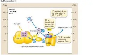 Figure from Chapter 14, Microbiology: An Evolving Science 6e