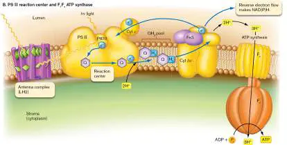 Figure from Chapter 14, Microbiology: An Evolving Science 6e