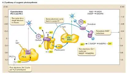 Figure from Chapter 14, Microbiology: An Evolving Science 6e