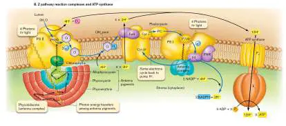 Figure from Chapter 14, Microbiology: An Evolving Science 6e