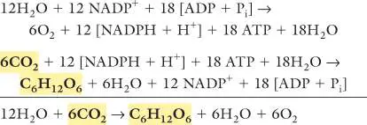 Figure from Chapter 14, Microbiology: An Evolving Science 6e