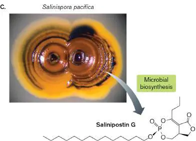 Figure from Chapter 15, Microbiology: An Evolving Science 6e