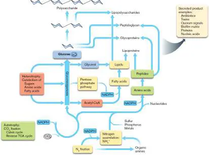 Figure from Chapter 15, Microbiology: An Evolving Science 6e