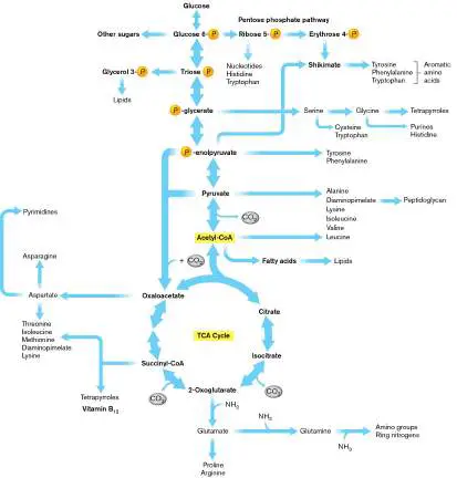 Figure from Chapter 15, Microbiology: An Evolving Science 6e