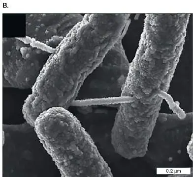 Figure from Chapter 15, Microbiology: An Evolving Science 6e