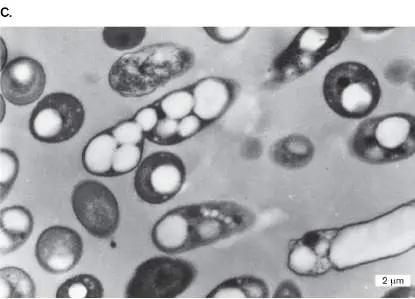Figure from Chapter 15, Microbiology: An Evolving Science 6e