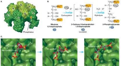 Figure from Chapter 15, Microbiology: An Evolving Science 6e