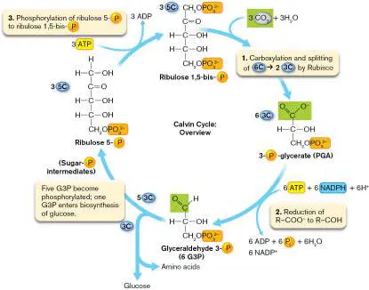 Figure from Chapter 15, Microbiology: An Evolving Science 6e