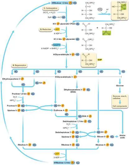 Figure from Chapter 15, Microbiology: An Evolving Science 6e