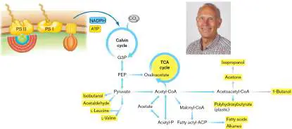 Figure from Chapter 15, Microbiology: An Evolving Science 6e