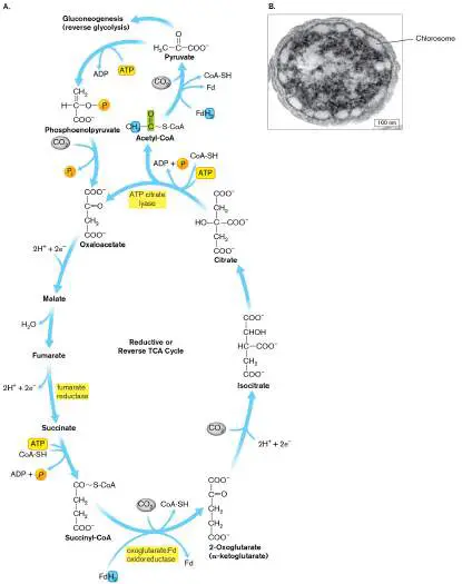Figure from Chapter 15, Microbiology: An Evolving Science 6e