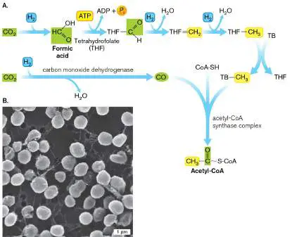 Figure from Chapter 15, Microbiology: An Evolving Science 6e