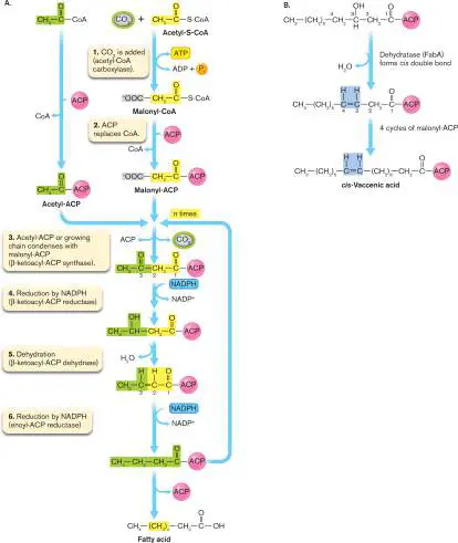 Figure from Chapter 15, Microbiology: An Evolving Science 6e