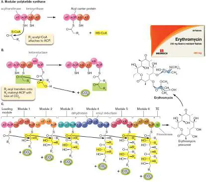 Figure from Chapter 15, Microbiology: An Evolving Science 6e