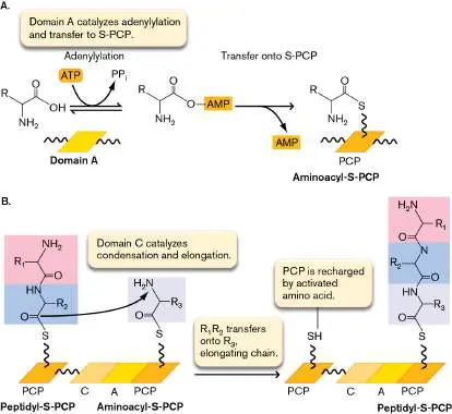 Figure from Chapter 15, Microbiology: An Evolving Science 6e