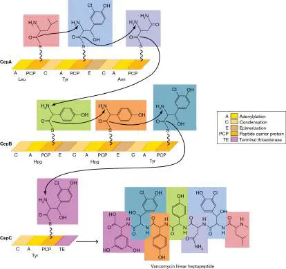 Figure from Chapter 15, Microbiology: An Evolving Science 6e