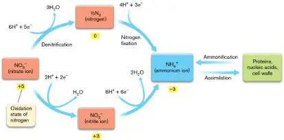 Figure from Chapter 15, Microbiology: An Evolving Science 6e