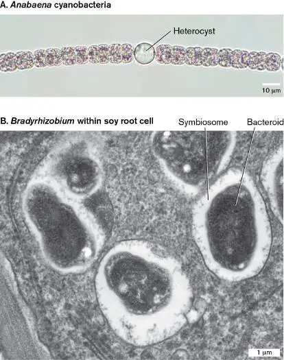 Figure from Chapter 15, Microbiology: An Evolving Science 6e