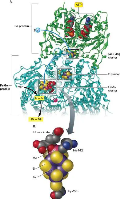 Figure from Chapter 15, Microbiology: An Evolving Science 6e