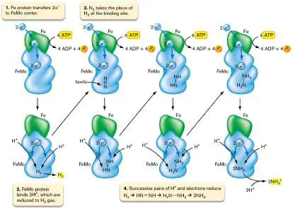 Figure from Chapter 15, Microbiology: An Evolving Science 6e