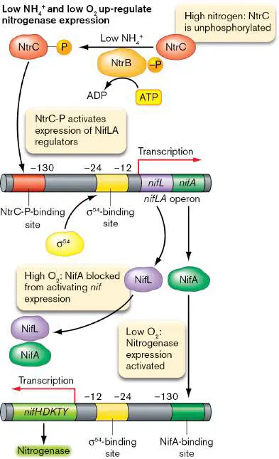 Figure from Chapter 15, Microbiology: An Evolving Science 6e