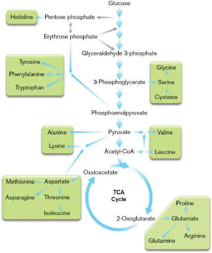 Figure from Chapter 15, Microbiology: An Evolving Science 6e