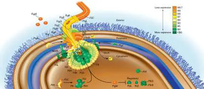 Figure from Chapter 15, Microbiology: An Evolving Science 6e