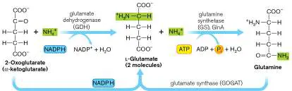 Figure from Chapter 15, Microbiology: An Evolving Science 6e