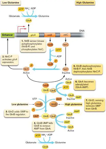 Figure from Chapter 15, Microbiology: An Evolving Science 6e