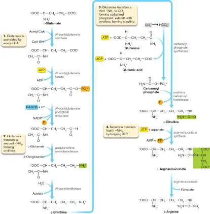 Figure from Chapter 15, Microbiology: An Evolving Science 6e