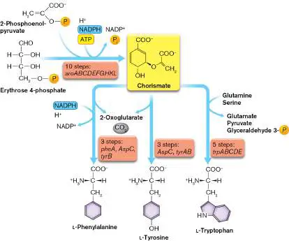 Figure from Chapter 15, Microbiology: An Evolving Science 6e