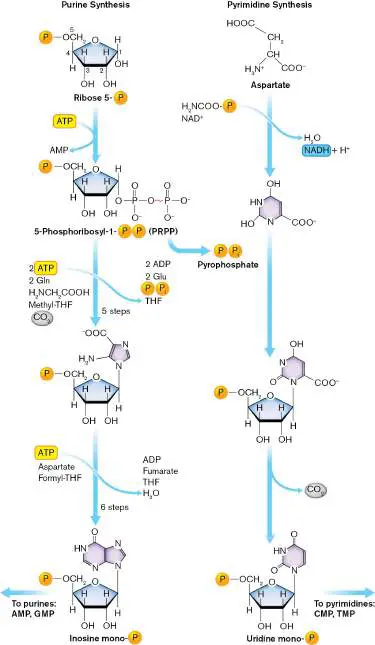 Figure from Chapter 15, Microbiology: An Evolving Science 6e