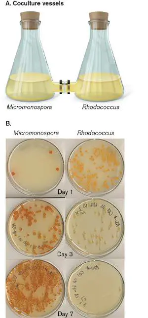 Figure from Chapter 15, Microbiology: An Evolving Science 6e