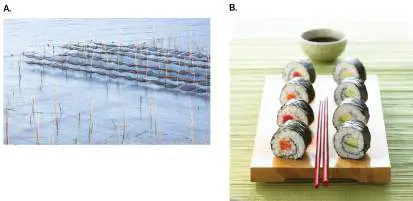 Figure from Chapter 16, Microbiology: An Evolving Science 6e