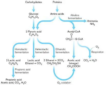 Figure from Chapter 16, Microbiology: An Evolving Science 6e