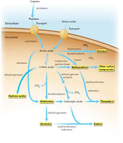 Figure from Chapter 16, Microbiology: An Evolving Science 6e